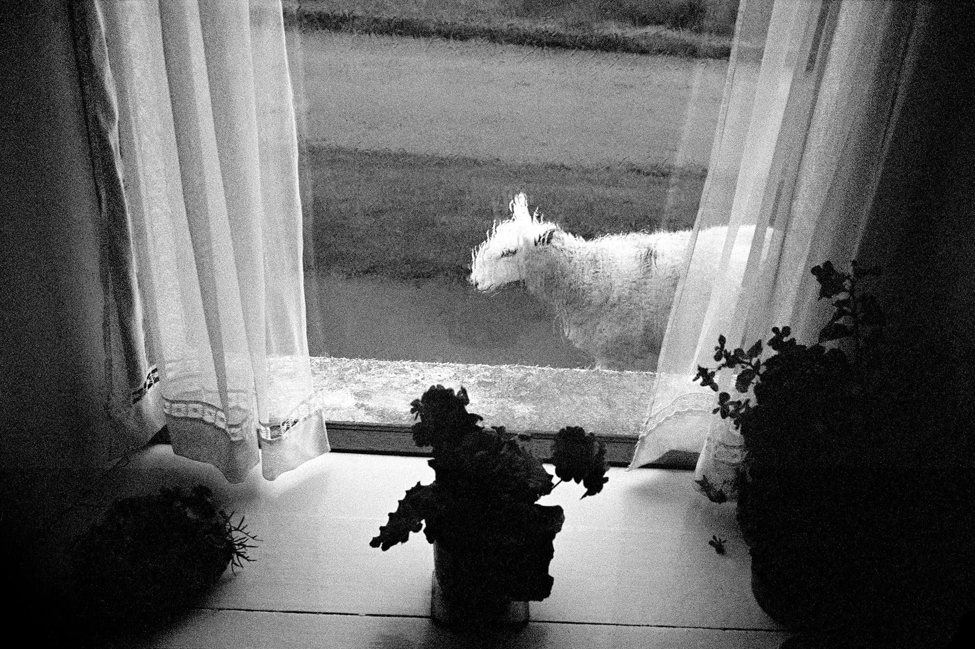 arthur-lazar-Sheep-Stornoway 1995